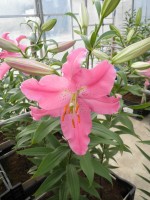 [1802 Maurena No01.JPG]